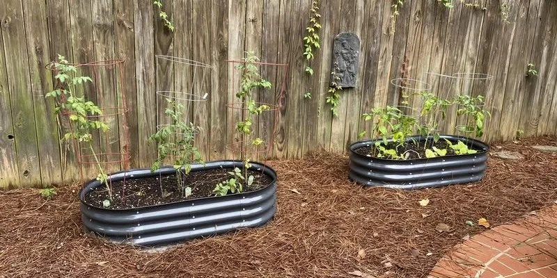 Two dark metal raised garden beds planted with young vegetables